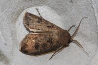 Agrotis segetum