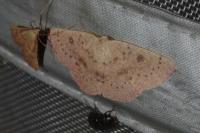 Cyclophora puppillaria