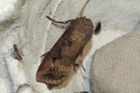 Agrotis ipsilon