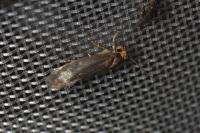 Cephimallota crassiflavella