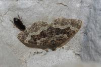Epirrhoe alternata