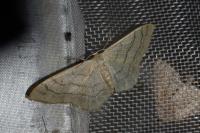 Idaea aversata