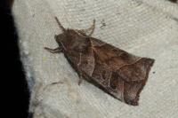 Ipimorpha retusa
