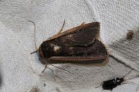 Ochropleura leucogaster