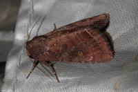 Lacanobia oleracea