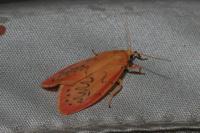 Miltochrista miniata