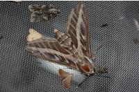 Hyles livornica