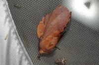 Gastropacha quercifolia