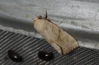 Cosmia trapezina