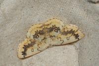 Cyclophora annularia