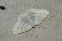 Cabera pusaria