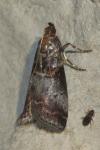 Acrobasis advenella