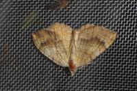 Camptogramma bilineata