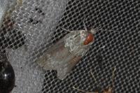 Nycteola siculana