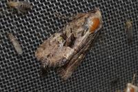 Mesapamea secalella/secalis