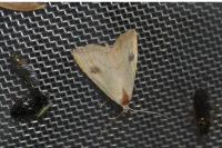 Rivula sericealis