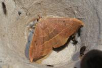 Watsonalla uncinula