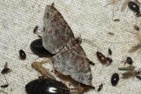Xanthorhoe ferrugata/spadicearia