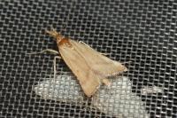 Synaphe punctalis