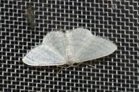 Idaea subsericeata