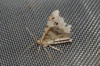 Macaria alternata