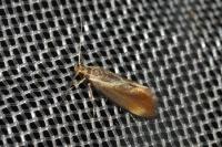 Metalampra italica