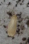 Wittia sororcula