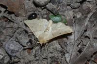 Crocallis elinguaria