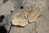 Stegania trimaculata