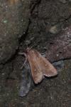 Mythimna albipuncta