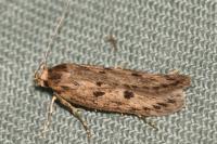 Hofmannophila pseudospretella