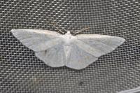 Cabera exanthemata