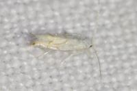 Phyllonorycter harrisella