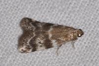 Assara terebrella