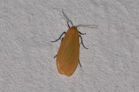 Wittia sororcula
