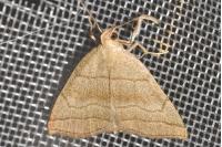 Herminia tarsicrinalis