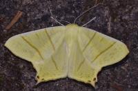 Ourapteryx sambucaria