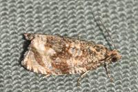 Celypha lacunana