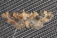 Eupithecia pulchellata