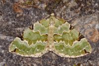 Colostygia pectinataria