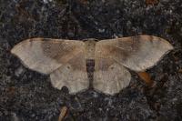 Idaea degeneraria