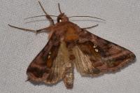 Autographa jota