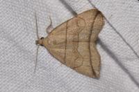 Herminia grisealis