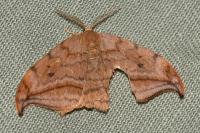 Drepana curvatula