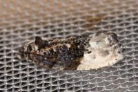 Hedya nubiferana