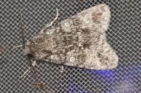 Acronicta megacephala