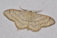 Idaea aversata