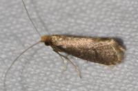 Nematopogon metaxella