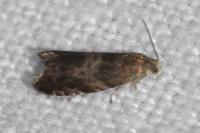 Strophedra nitidana