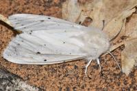 Spilosoma urticae